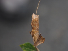 Neptis philyroides sonani