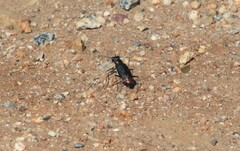 Cicindela haemorrhagica
