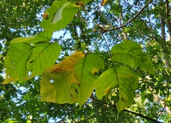Quercus imbricaria