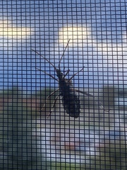 Leptoglossus occidentalis