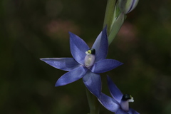 Thelymitra macrophylla