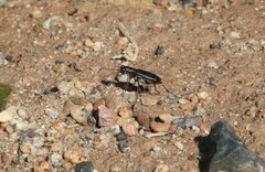 Cicindela haemorrhagica
