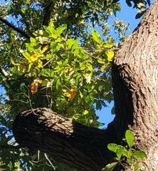 Quercus imbricaria