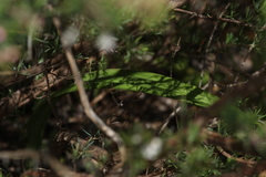 Thelymitra macrophylla