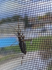 Leptoglossus occidentalis