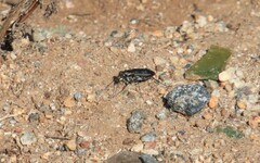 Cicindela haemorrhagica