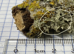 Ramalina leptocarpha