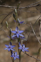 Thelymitra graminea