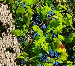 Quercus imbricaria