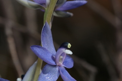 Thelymitra graminea