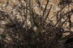 Thelymitra graminea