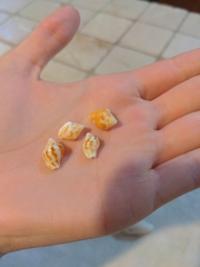 Columbella mercatoria