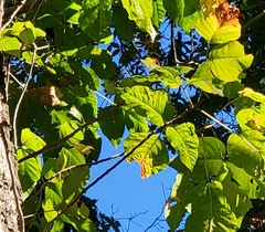 Quercus imbricaria