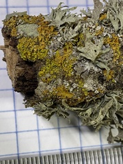 Ramalina leptocarpha