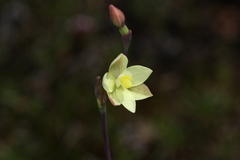 Thelymitra flexuosa