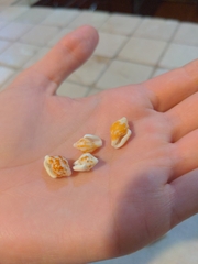 Columbella mercatoria