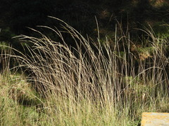 Achnatherum bromoides