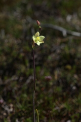 Thelymitra flexuosa