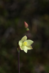 Thelymitra flexuosa