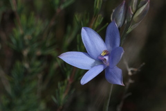 Thelymitra crinita