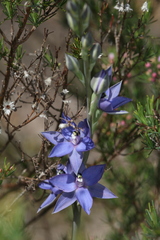 Thelymitra macrophylla