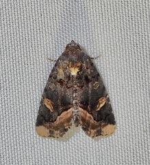 Homophoberia apicosa
