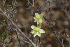 Thelymitra flexuosa