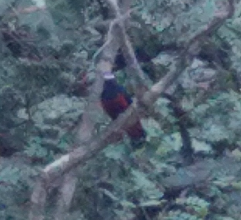 White-capped Redstart