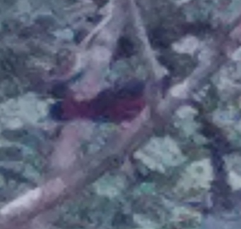 White-capped Redstart