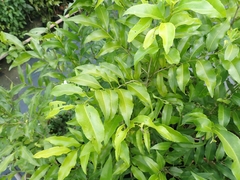 Putranjiva formosana