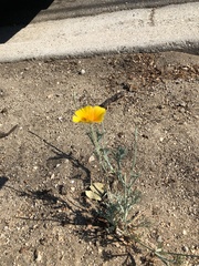 Eschscholzia californica