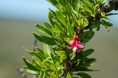 Fuchsia lycioides