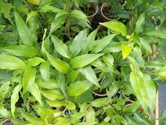 Putranjiva formosana