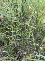 Equisetum arvense
