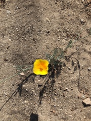 Eschscholzia californica
