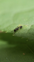 Temnothorax longispinosus