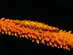 Aclyvolva lanceolata