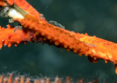 Aclyvolva lanceolata