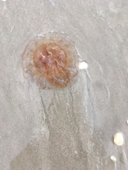 Chrysaora chesapeakei