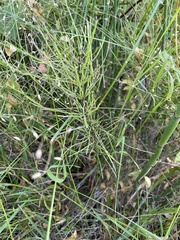 Equisetum arvense