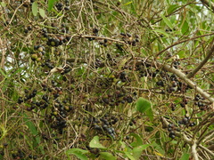 Smilax campestris