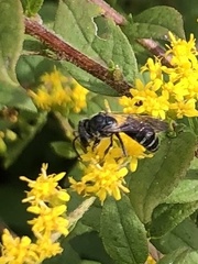 Lasioglossum