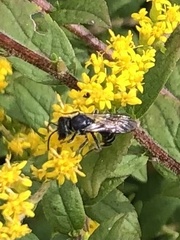 Lasioglossum