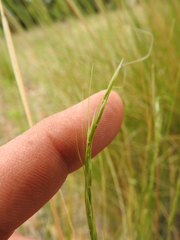 Achnatherum bromoides