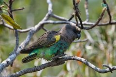 Poicephalus meyeri