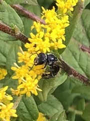 Lasioglossum