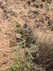 Amaranthus fimbriatus