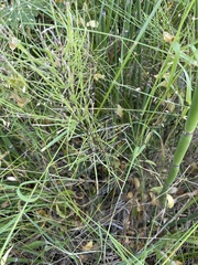 Equisetum arvense