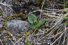 Packera pauciflora