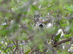 Synallaxis frontalis